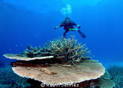 Reef & Diver. Nikon D90 by Robin Jeffries 